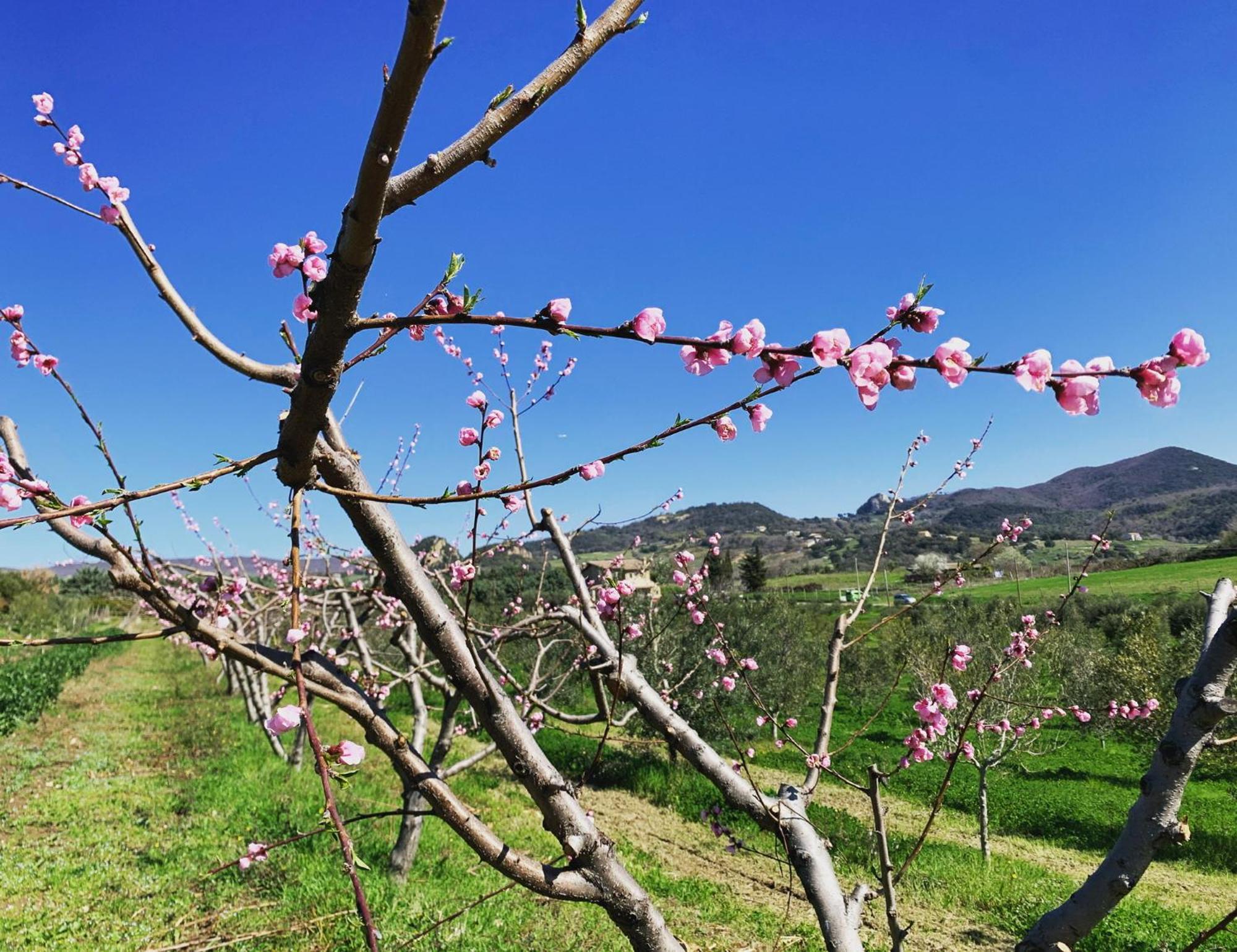Agriturismo Casale Sasso Cerveteri Dış mekan fotoğraf