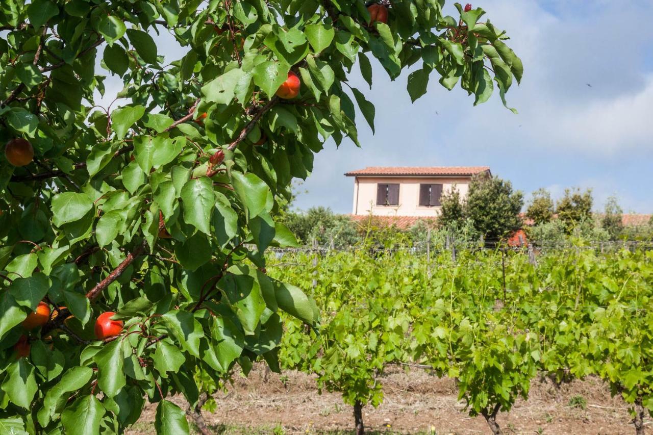 Agriturismo Casale Sasso Konuk evi Cerveteri Dış mekan fotoğraf